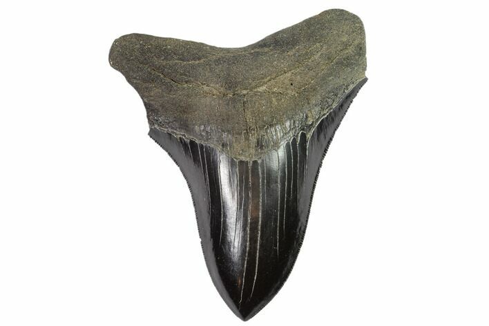 Serrated, Fossil Megalodon Tooth - Georgia #104983